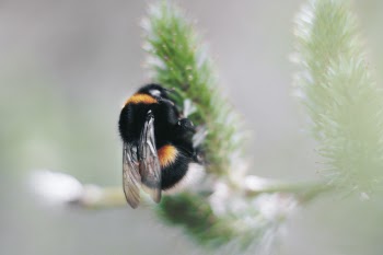 Selective Focus Photography of Black and Yellow Carpenter Bee
