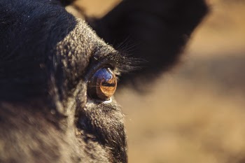 Selective Focus Photography of Black Animal
