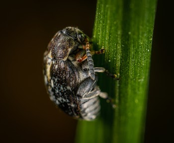 Selective Focus Photography Of Black Beetle 