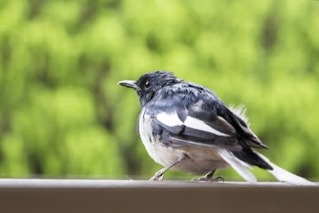 Selective Focus Photography of Black Bird
