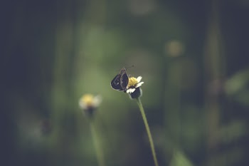 Selective Focus Photography of Black Butterfly on White Petaled Flower