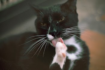 Selective Focus Photography of Black Cat