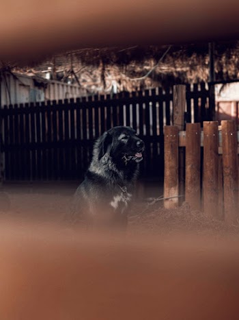 Selective Focus Photography of Black Dog Sitting Beside Brown Fence
