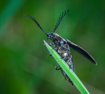 Selective Focus Photography of Black Leaf-horned Beetle Perched on Green Leaf