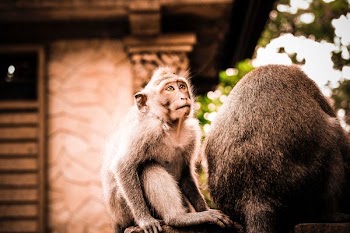selective focus photography of black monkey