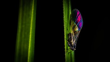 Selective Focus Photography of Black, Pink, and Green Cicada Perched on Side of Leaf