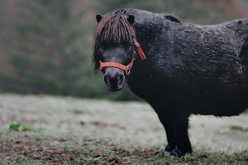 Selective Focus Photography of Black Pony on Grass