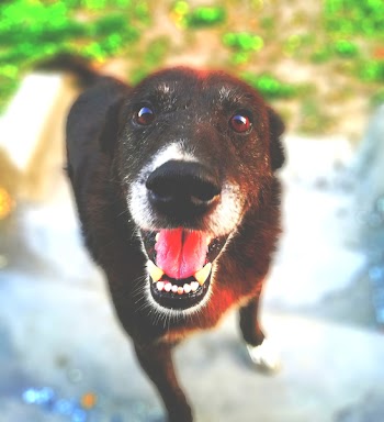 Selective Focus Photography Of Black Short-coat Dog