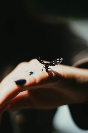 Selective Focus Photography of Black Winged Insect Perched on Person's Pinky Finger