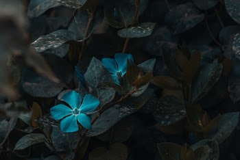 Selective Focus Photography Of Blue 5-petaled Flowers