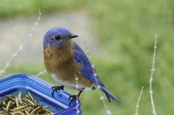Selective Focus Photography of Blue and Brown Bird on Blue Glass Canister
