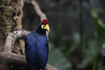 Selective Focus Photography of Blue Bird
