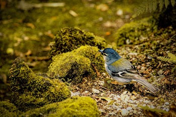 Selective Focus Photography Of Blue Bird