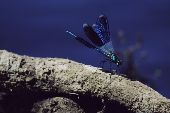 Selective Focus Photography of Blue Damselfly Perched on Brown Tree Branch