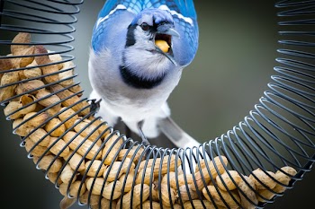 Selective Focus Photography of Blue Jay