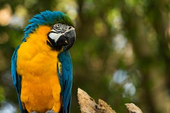 Selective-focus Photography of Blue Macaw