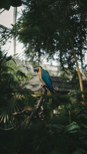selective focus photography of blue macaw perching on tree branch