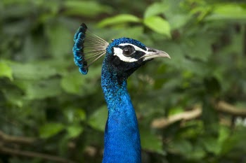 Selective Focus Photography Of Blue Peacock