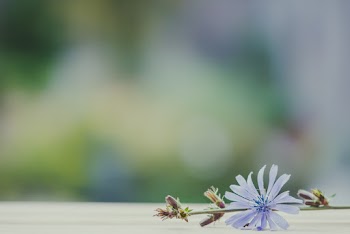 Selective Focus Photography of Blue Petaled Flower