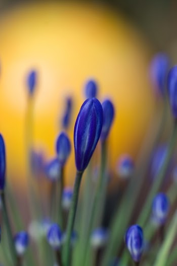 Selective Focus Photography of Blue Petaled Flower