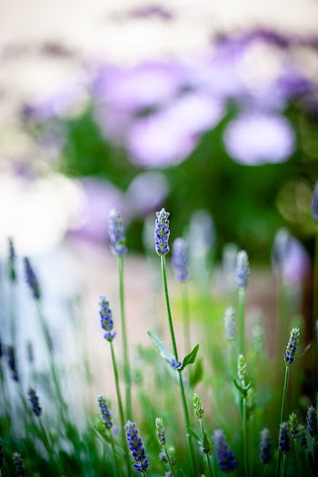 Selective Focus Photography of Blue Petaled Flower during Dayitme