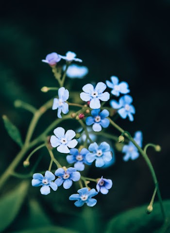 Selective Focus Photography of Blue-petaled Flowers
