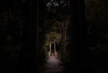 selective focus photography of bridge