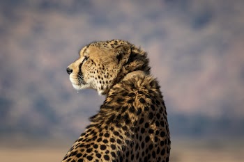 Selective-focus Photography of Brown and Black Cheetah