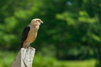 Selective Focus Photography of Brown and Black Eagle