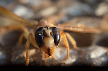 Selective Focus Photography of Brown and Black Insect