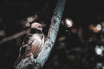 selective focus photography of brown and black sparrow on tree trunk