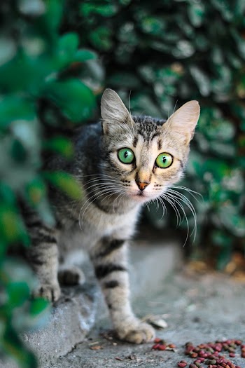 Selective Focus Photography of Brown and Black Tabby Cat