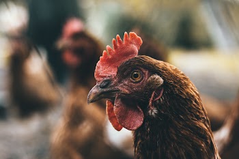 Selective Focus Photography of Brown and Red Chicken