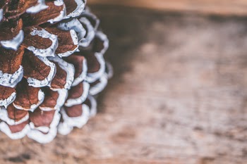 Selective Focus Photography of Brown and White Decor