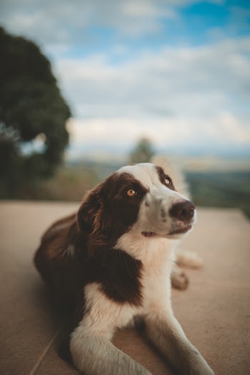 Selective Focus Photography of Brown and White Dog