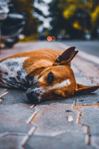 Selective Focus Photography of Brown and White Dog Lying on Road at Daytime