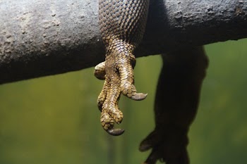 Selective Focus Photography of Brown Anima Leg