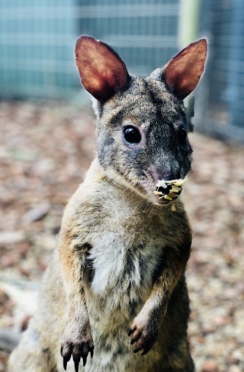 Selective Focus Photography of Brown Baby Kangaroo