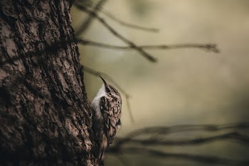 Selective Focus Photography of Brown Bird