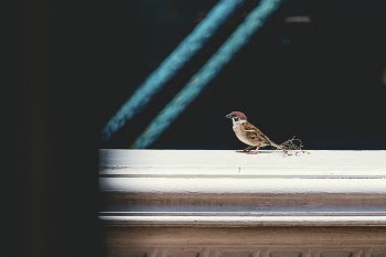 Selective Focus Photography Of Brown Bird