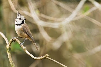 selective focus photography of brown bird perched on branch