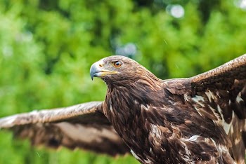 selective focus photography of brown bird spreading its wings