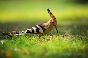 Selective Focus Photography of Brown Black and White Long Beak Bird on Green Grass