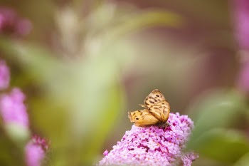 Selective Focus Photography of Brown Butterfly on Pink Petaled Flower