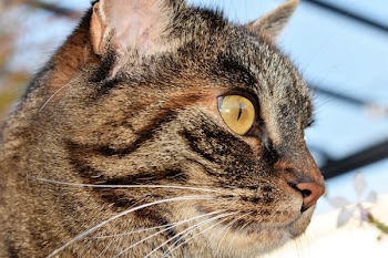 Selective Focus Photography of Brown Cat