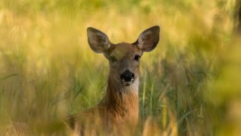 selective focus photography of brown deer