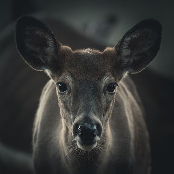 selective focus photography of brown deer