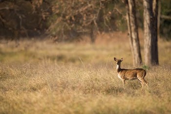 selective focus photography of brown deer