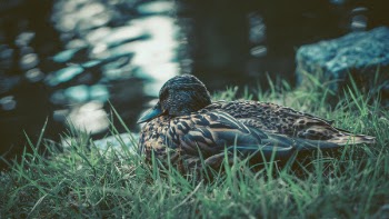 Selective Focus Photography of Brown Duck