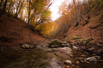 Selective Focus Photography of Brown Forest